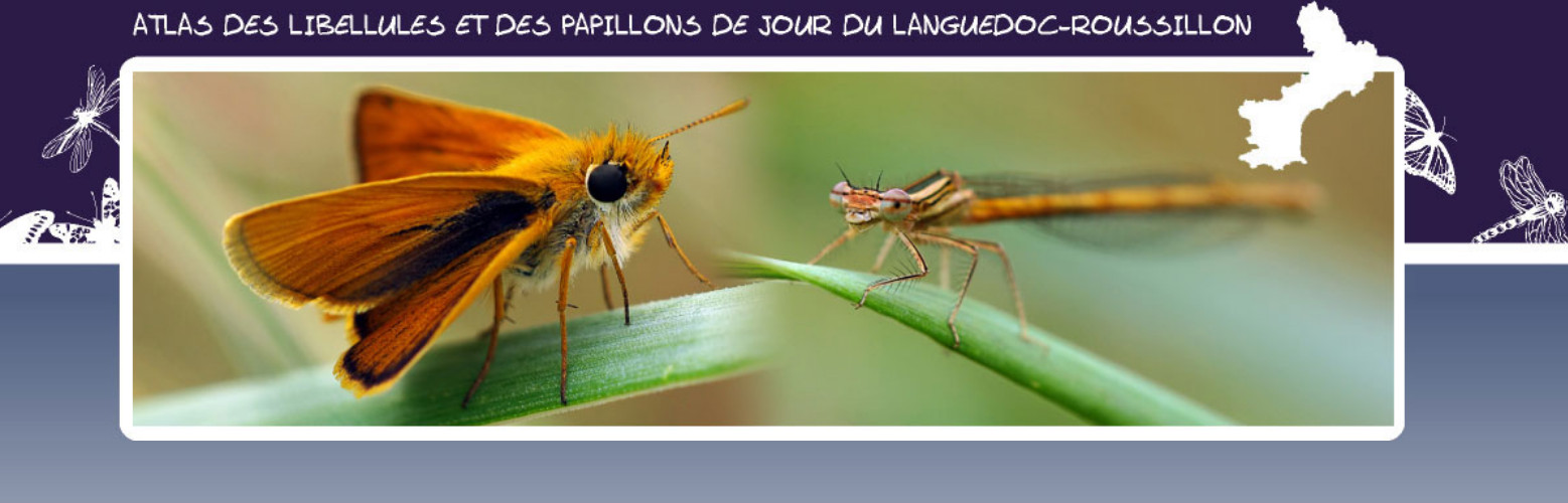 Atlas des papillons de jours et des libellules du Languedoc-Roussillon